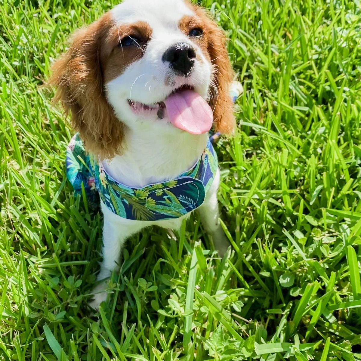 Amazonia Dress - Parisian Pet