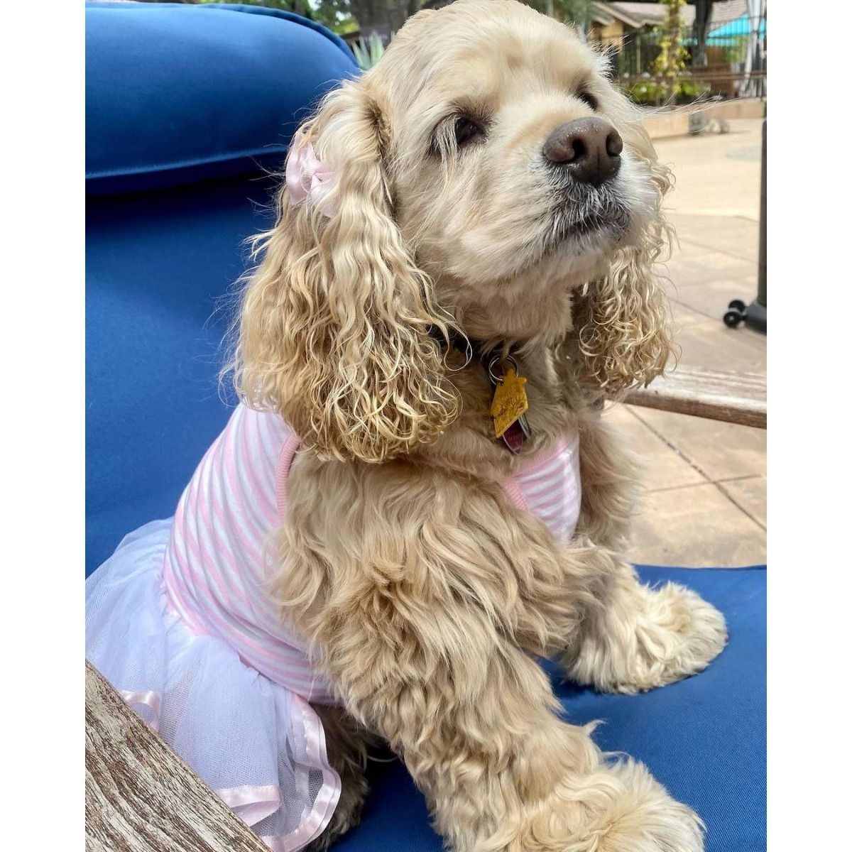 Ballerina Dress, Pink - Parisian Pet