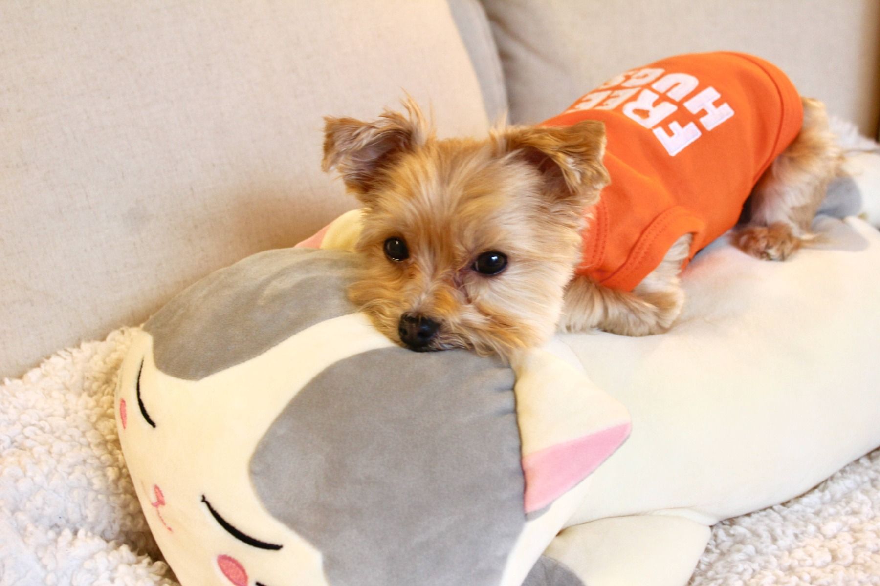 Free Hugs Dog T-Shirt - Parisian Pet