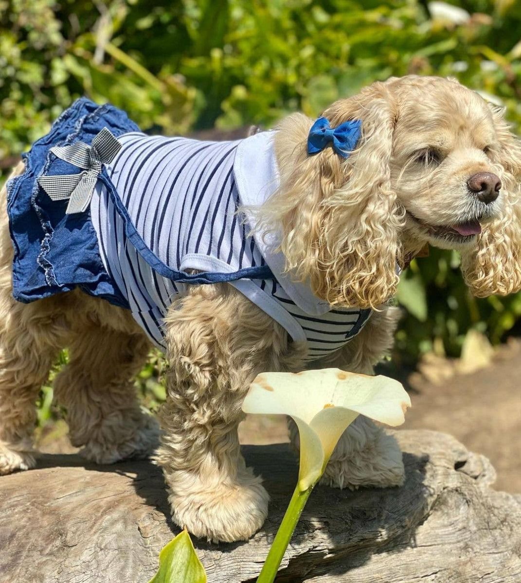 Chambray Overall Dress - Parisian Pet