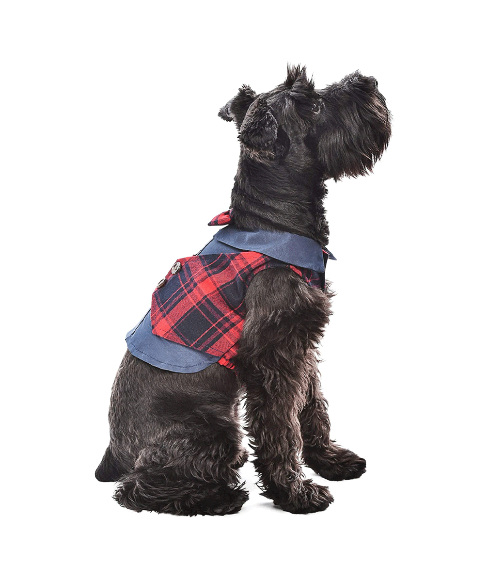 Scottish Red/Blue Tuxedo - Parisian Pet