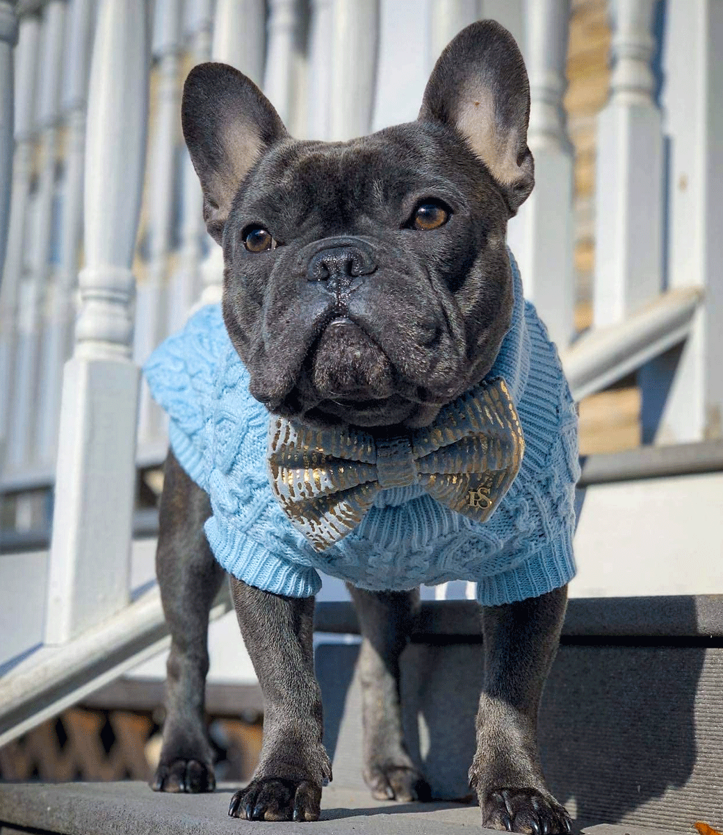 Parisian Pet - Turtleneck Sweater for Dogs