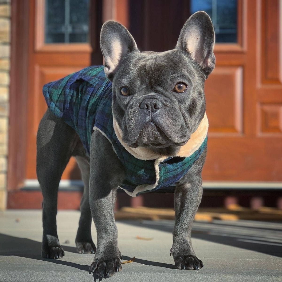 Scottish Jacket Green - Parisian Pet