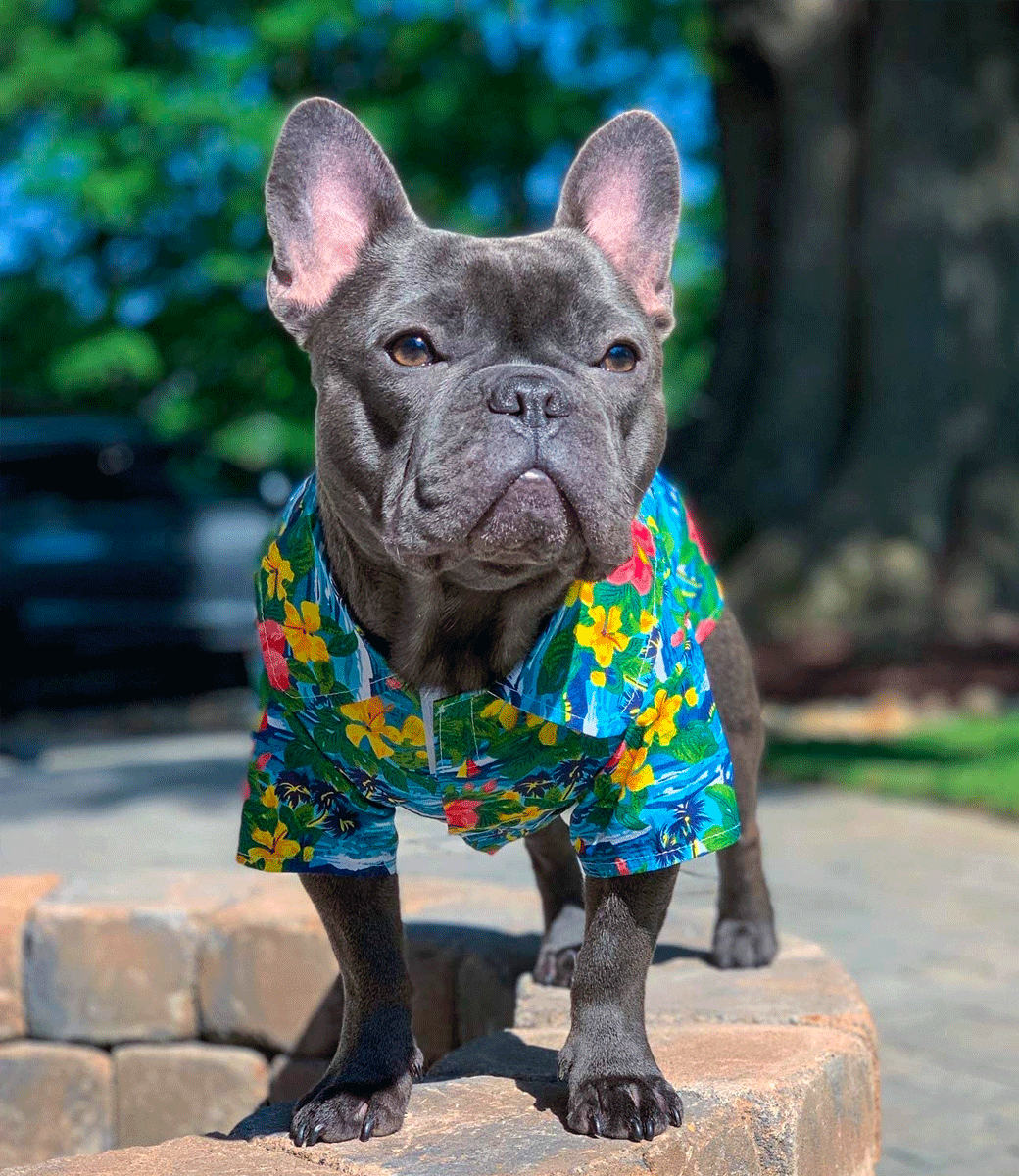 Hawaiian Camp - Parisian Pet