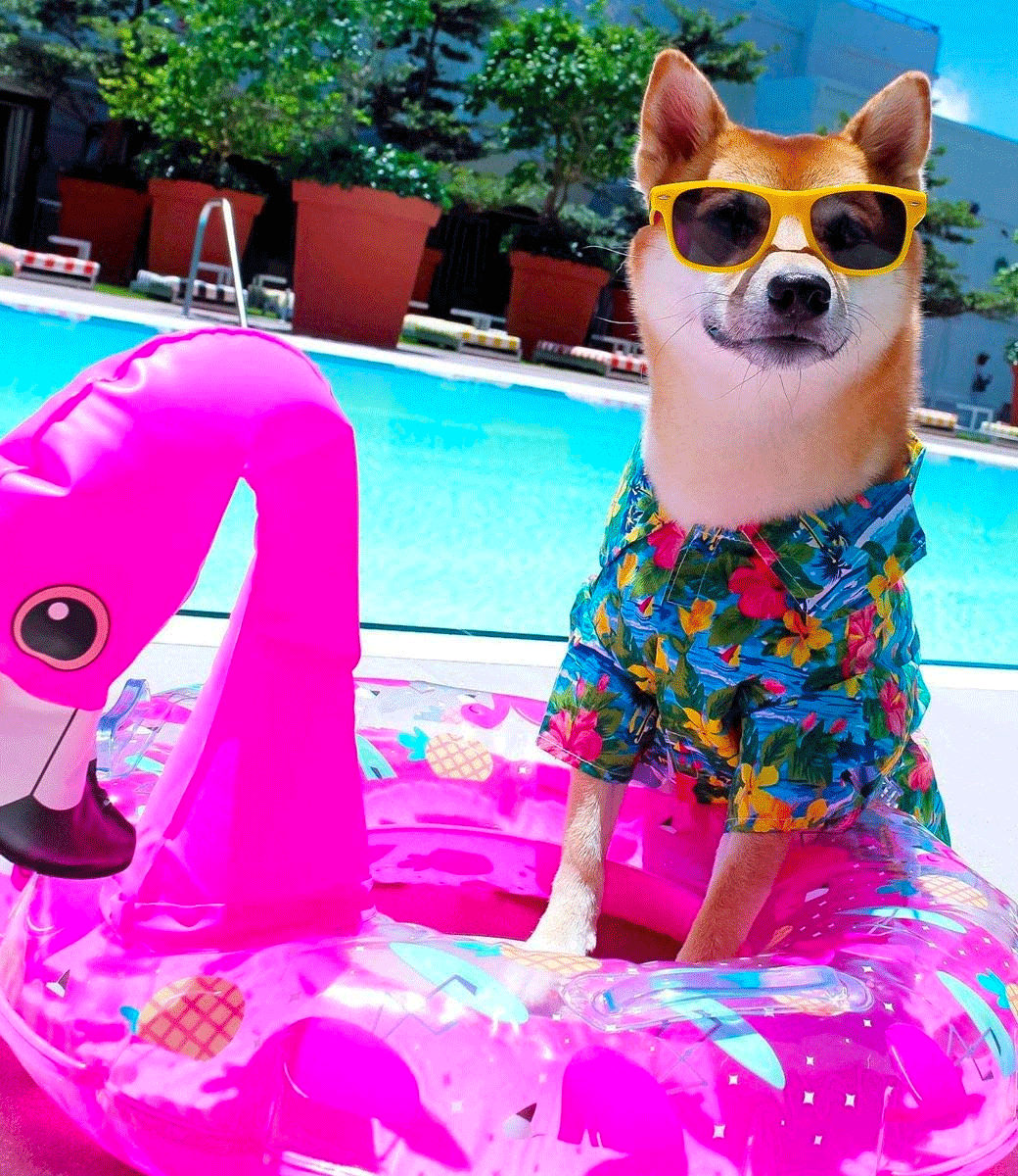 Hawaiian Camp - Parisian Pet