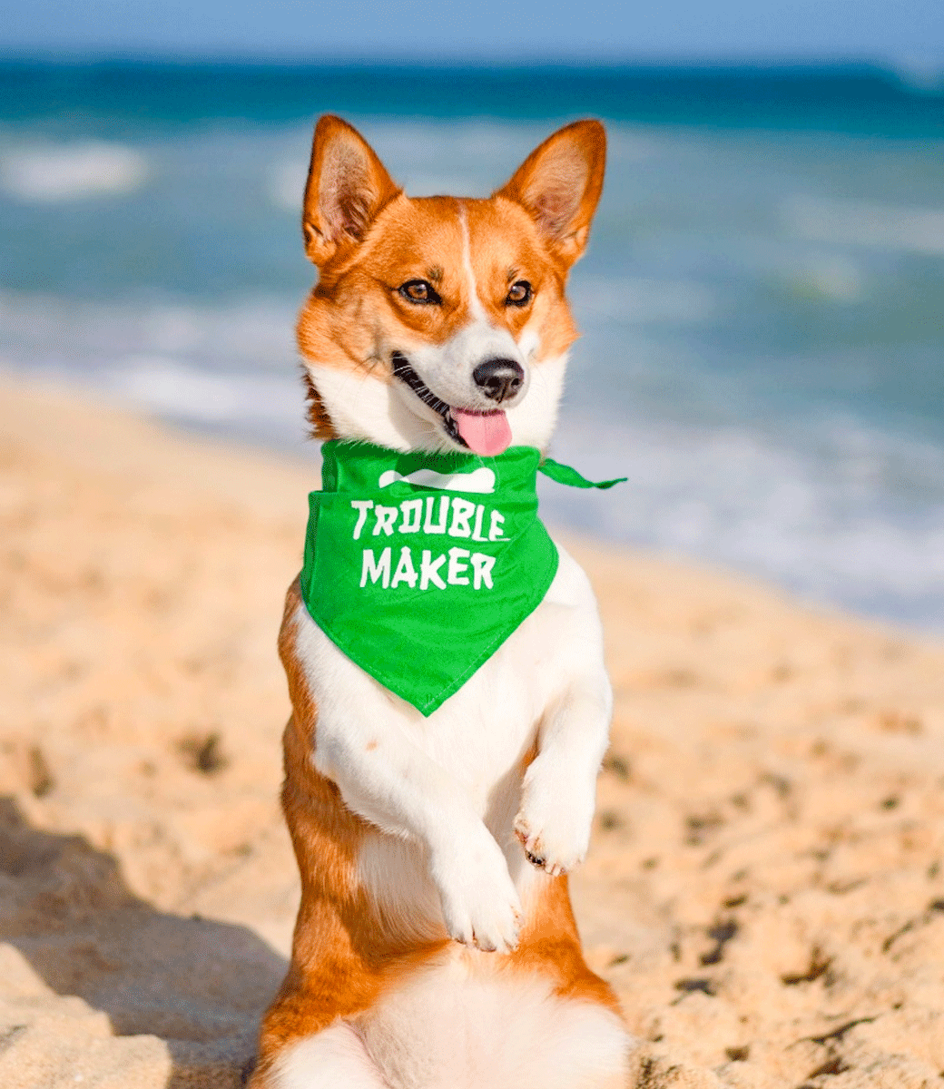 Trouble Maker Bandana