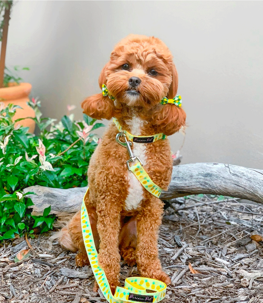 Adjustable Dog Collar - Parisian Pet