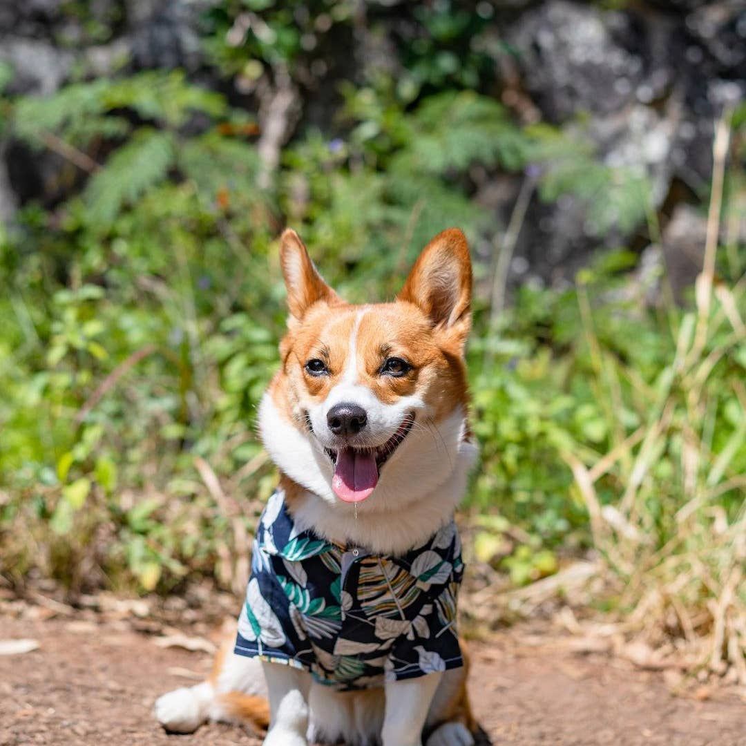 Palm Leaves Camp Shirt - Parisian Pet