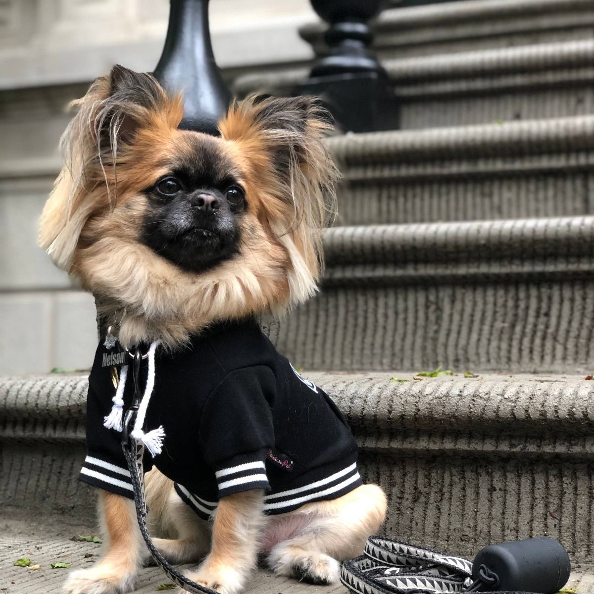 Bestie Hoodie - Parisian Pet