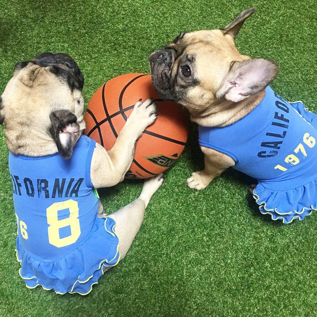 California kangkang OPS